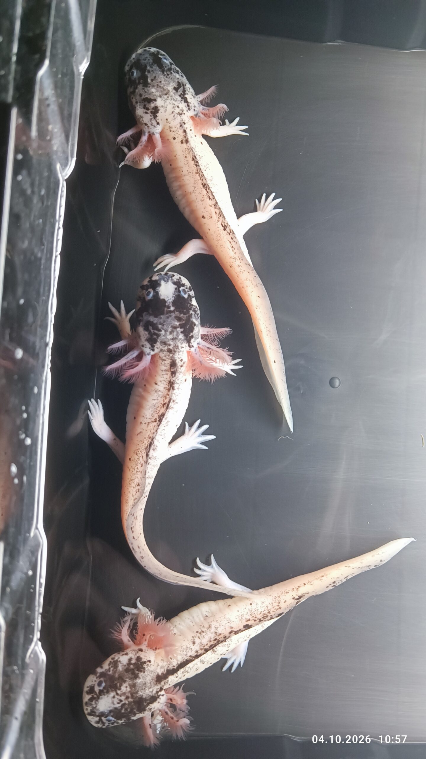 Harlekin Axolotl