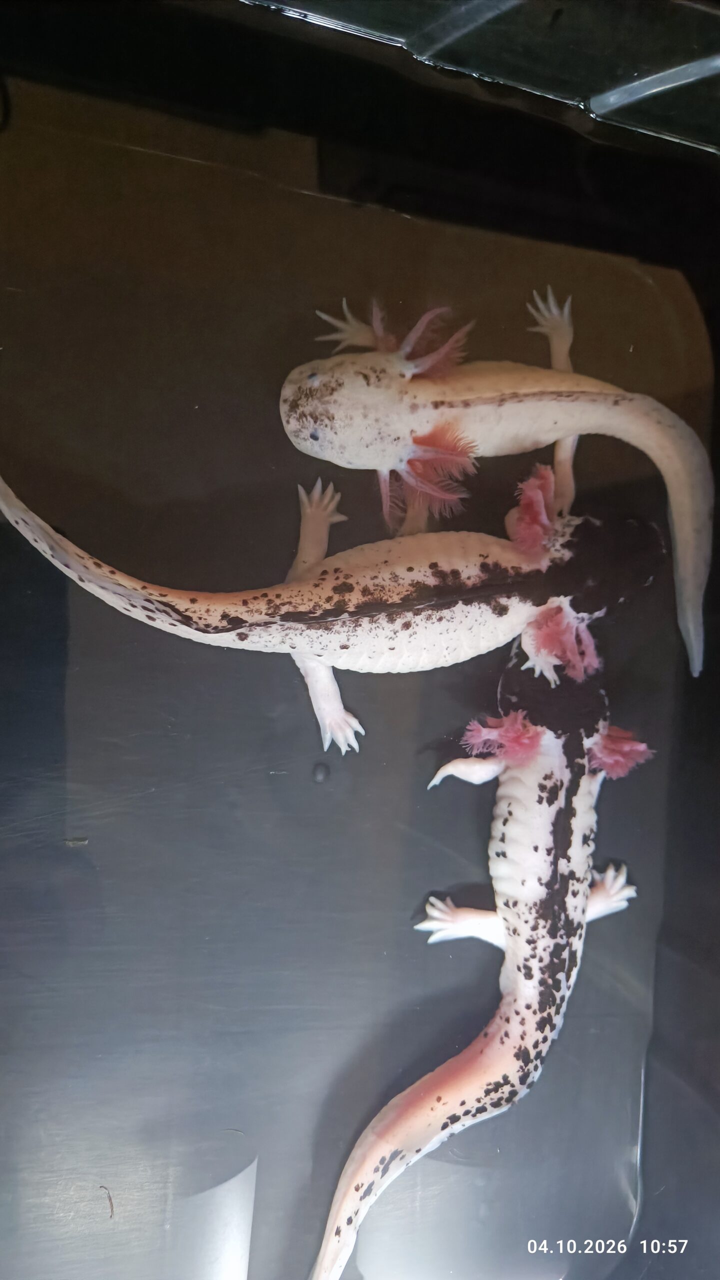 Harlekin Axolotl