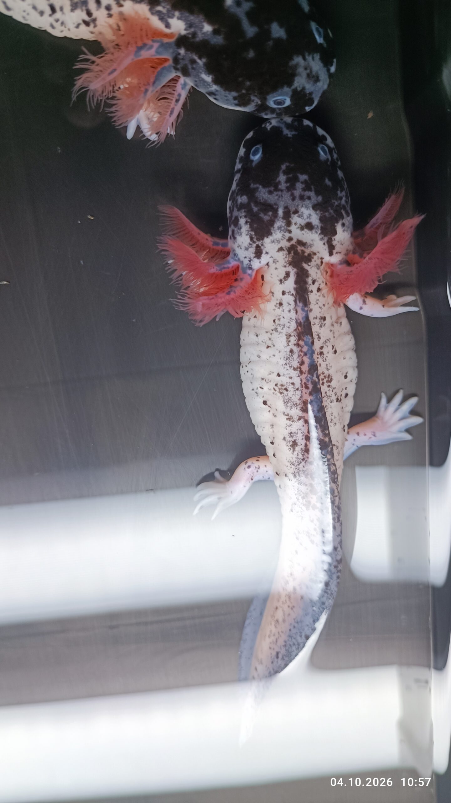 Harlekin Axolotl