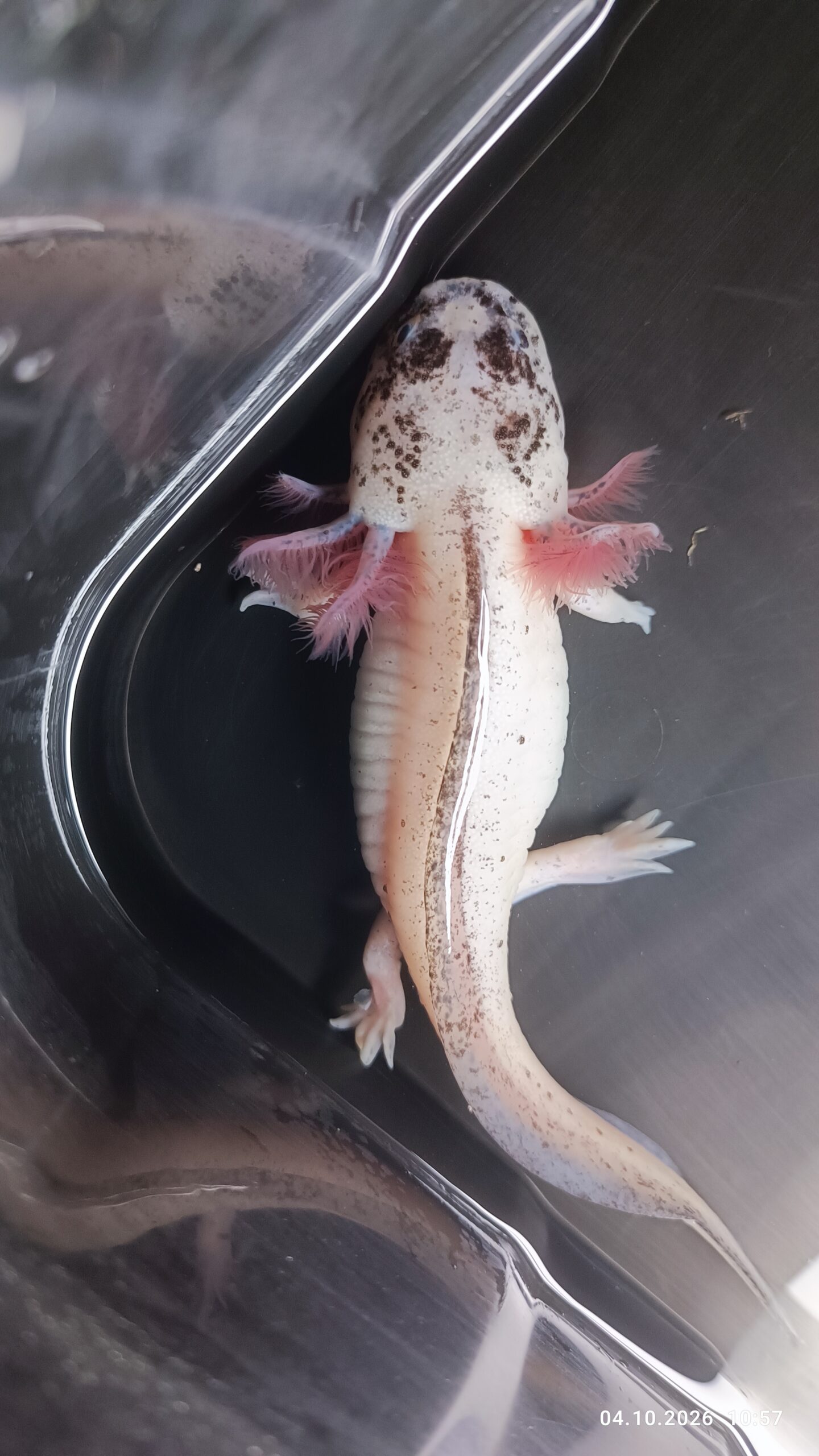 Harlekin Axolotl