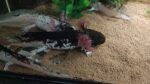 Harlekin Axolotl