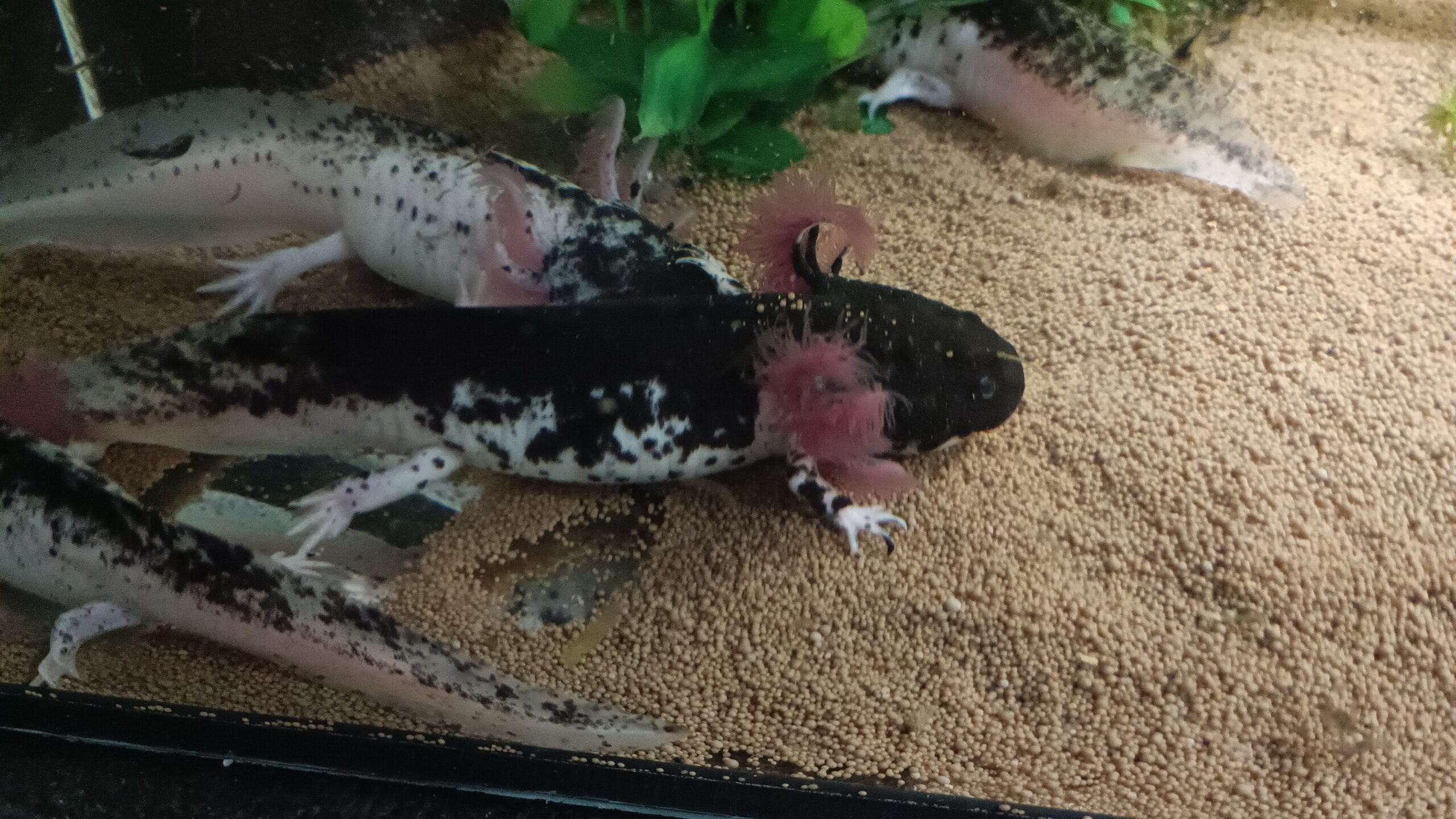 Harlekin Axolotl