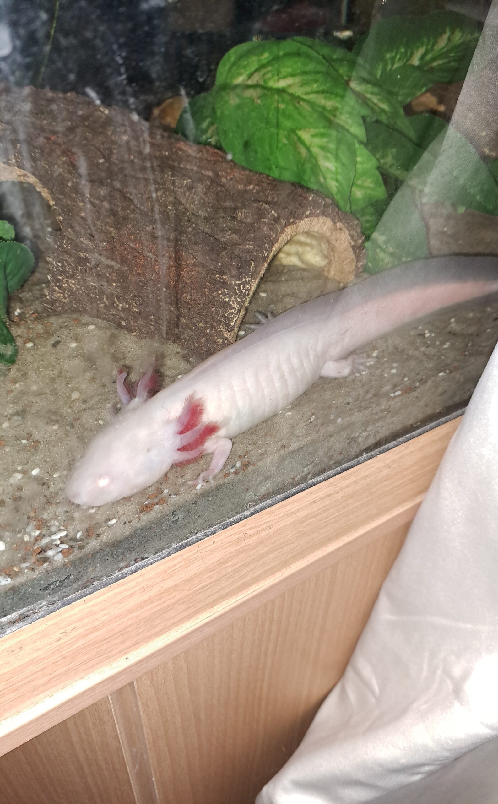Zwei Axolotl suchen…