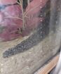 Zwei Axolotl suchen…