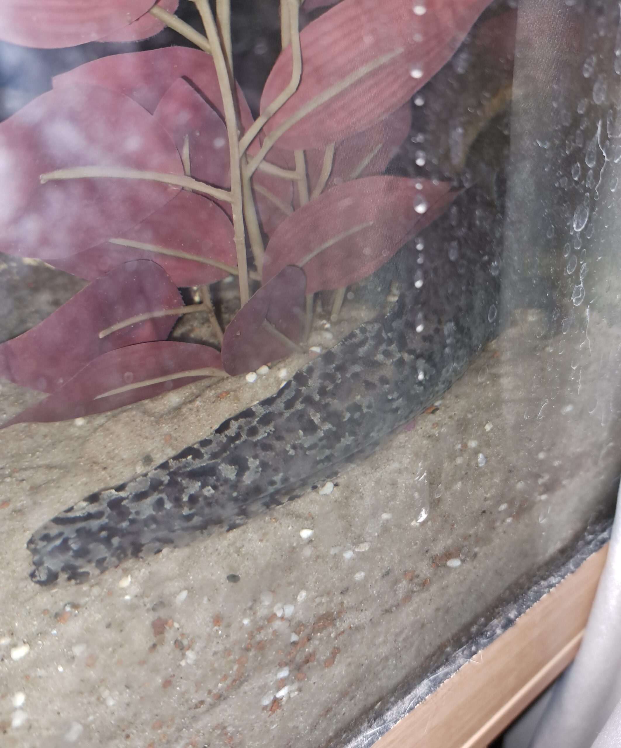 Zwei Axolotl suchen…