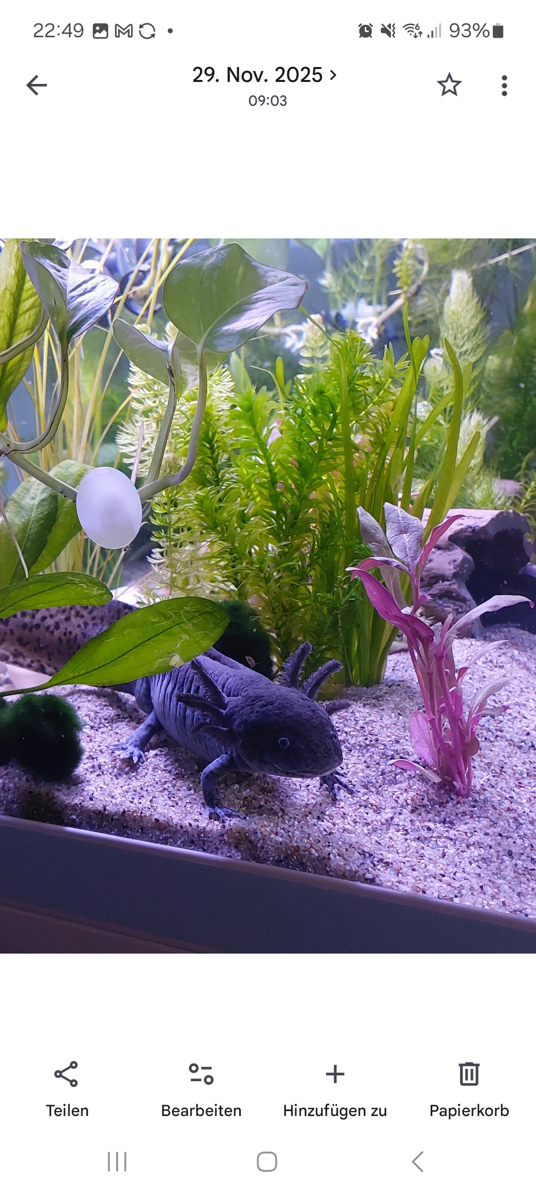 3 männliche Axolotl inkl Aqaurium