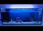 2 Axolotl Weibchen suchen ein neues zu Hause