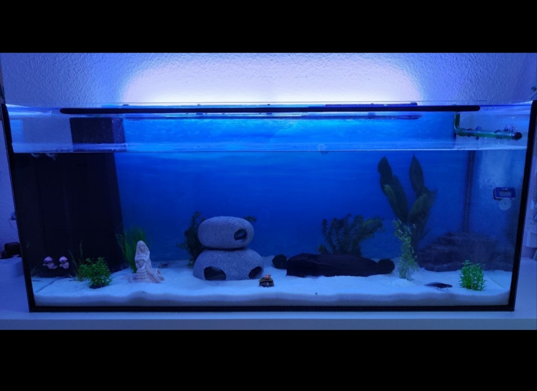 2 Axolotl Weibchen suchen ein neues zu Hause