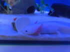 2 Axolotl Weibchen suchen ein neues zu Hause