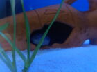 2 Axolotl Weibchen suchen ein neues zu Hause