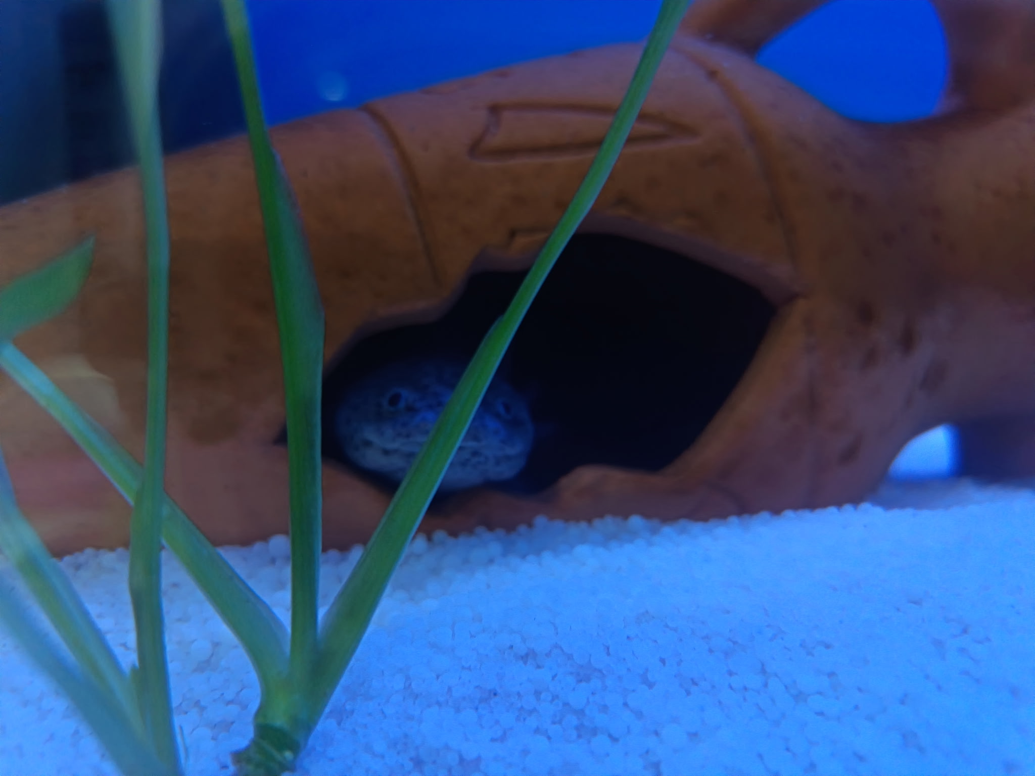 2 Axolotl Weibchen suchen ein neues zu Hause