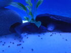 2 Axolotl Weibchen suchen ein neues zu Hause