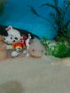 2 Axolotl Weibchen suchen ein neues zu Hause