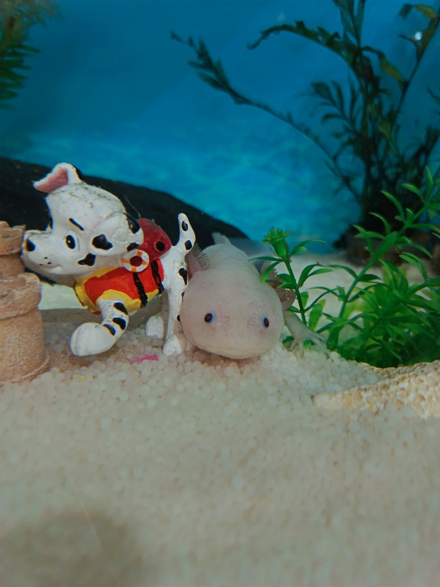 2 Axolotl Weibchen suchen ein neues zu Hause