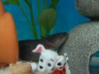 2 Axolotl Weibchen suchen ein neues zu Hause