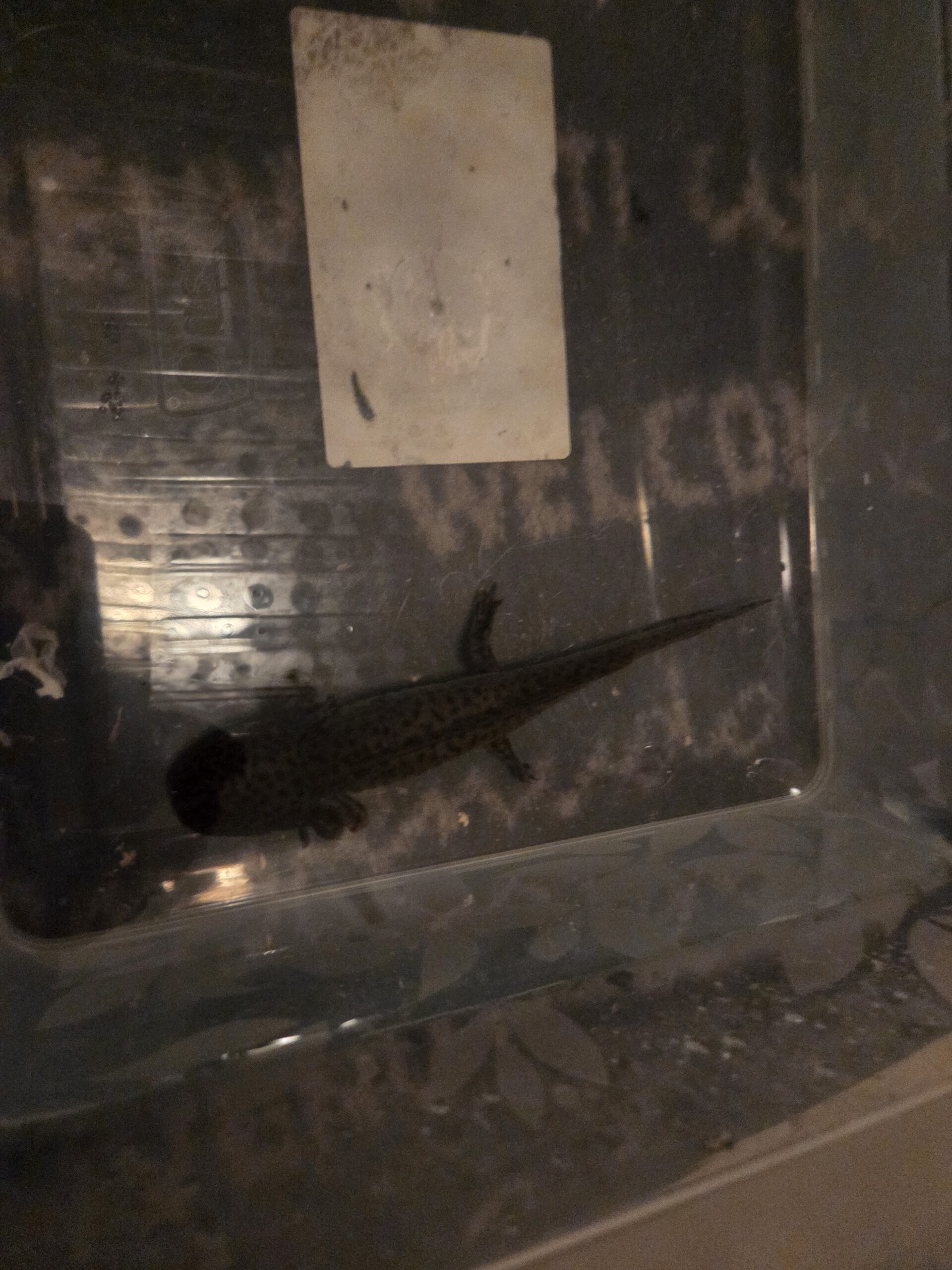 axolotl ab zu geben