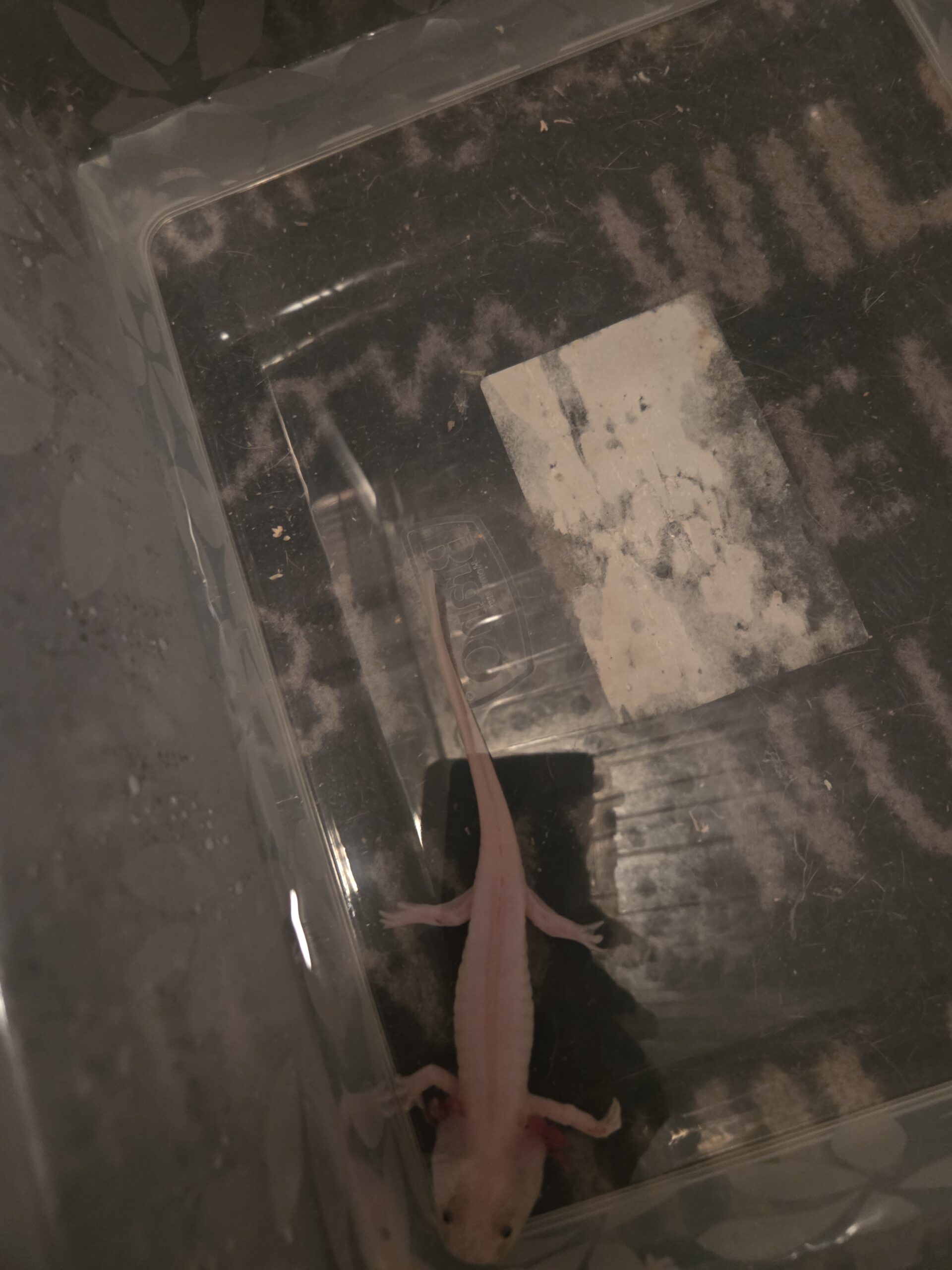 axolotl ab zu geben