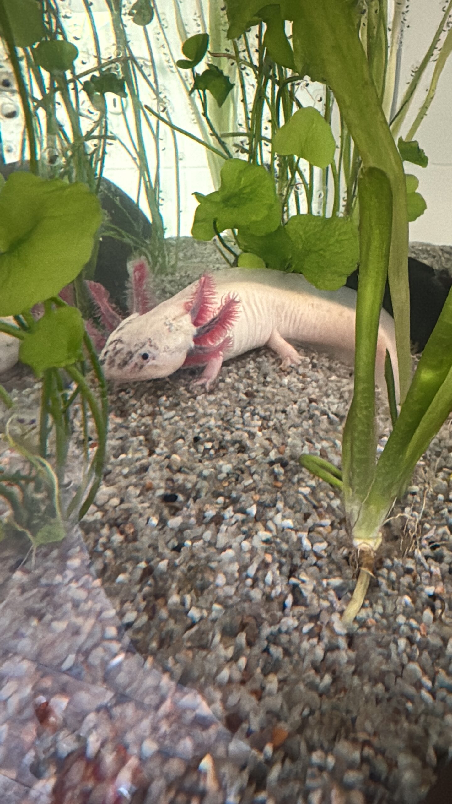 4 Axolotl inkl. Aquarium, Kühler, Pumpe