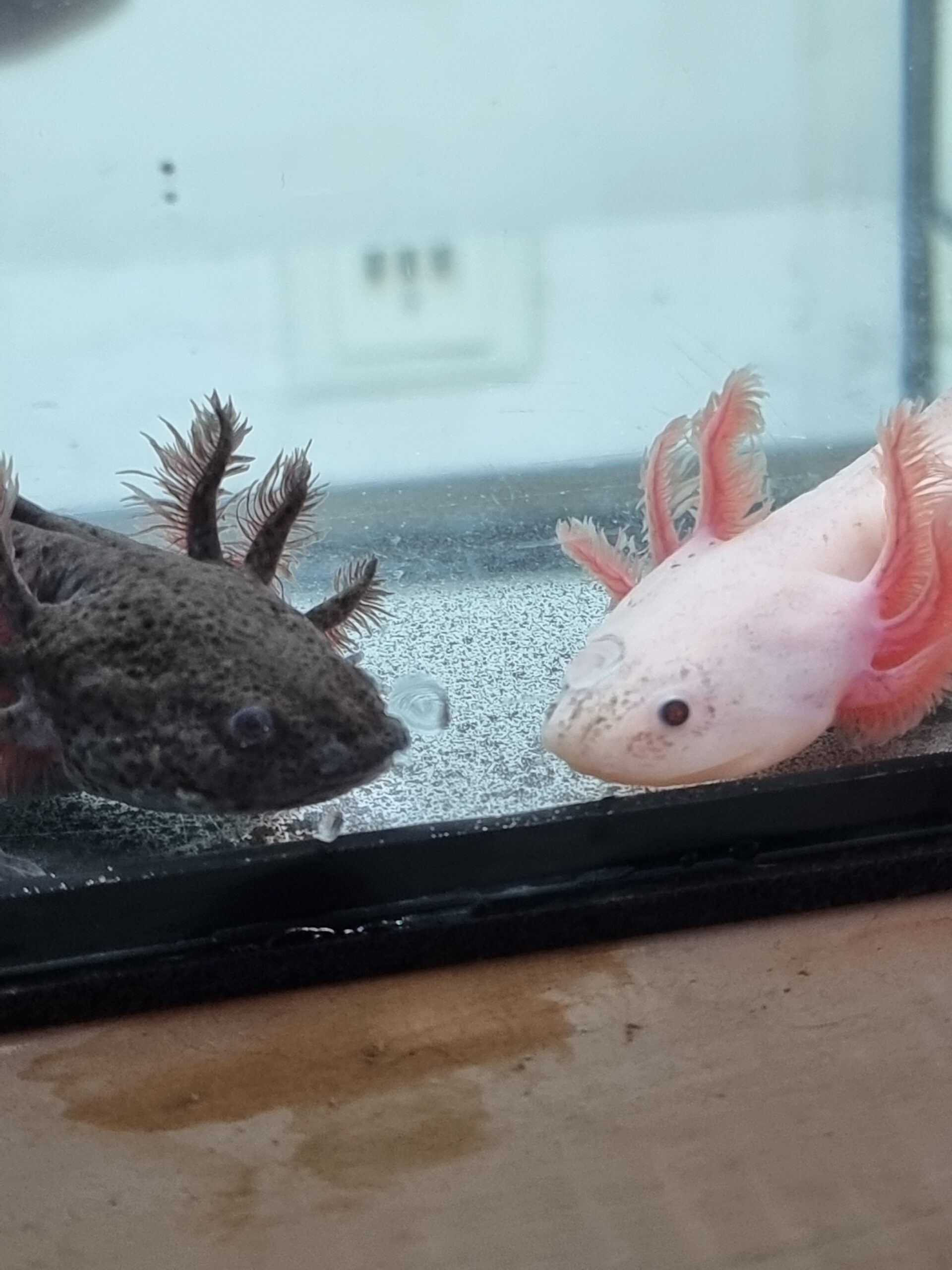 Axolotl Jungtiere