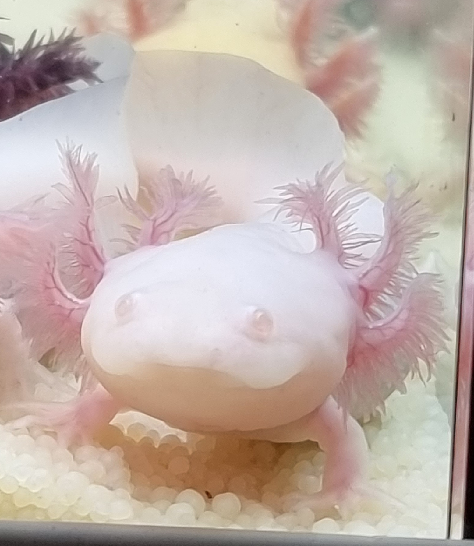 Axolotl Jungtiere