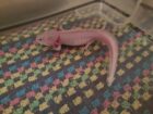 Axolotl ca. 18cm aus Schwelm