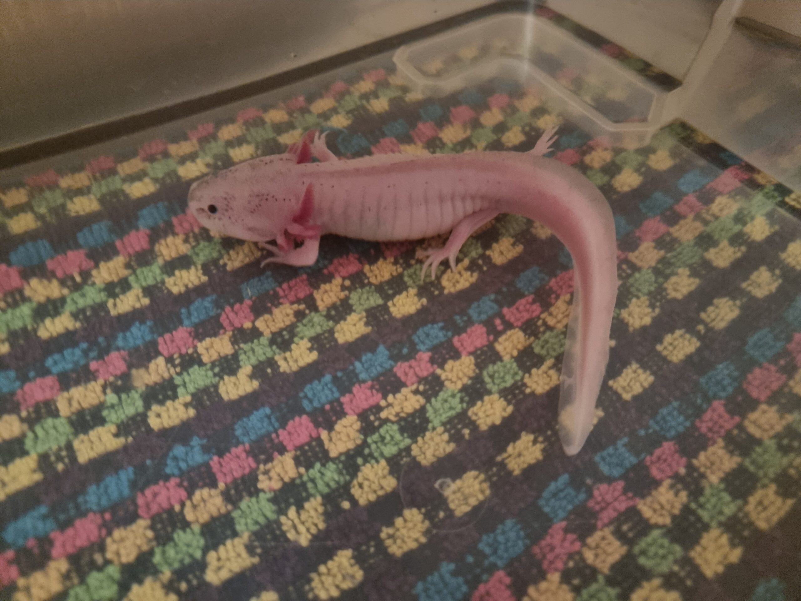 Axolotl ca. 18cm aus Schwelm