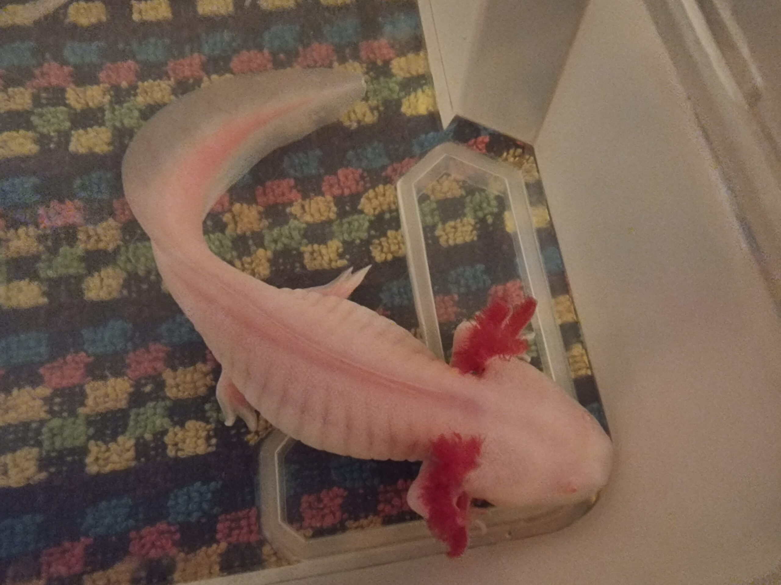 AXOLOTL 18 bis 20cm