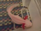 Axolotl ca. 18cm aus Schwelm