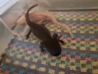Axolotl ca. 18cm aus Schwelm