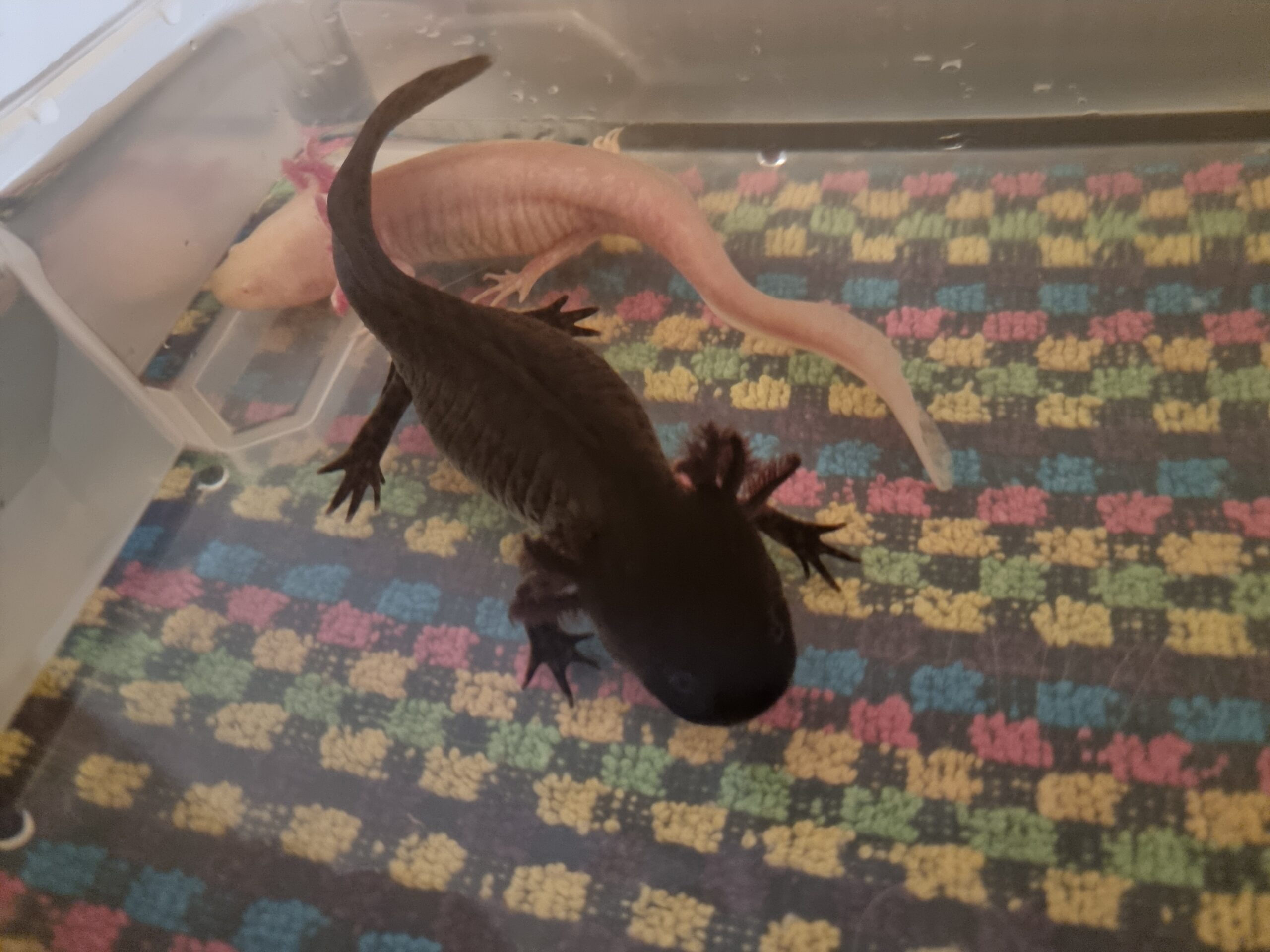 Axolotl ca. 18cm aus Schwelm