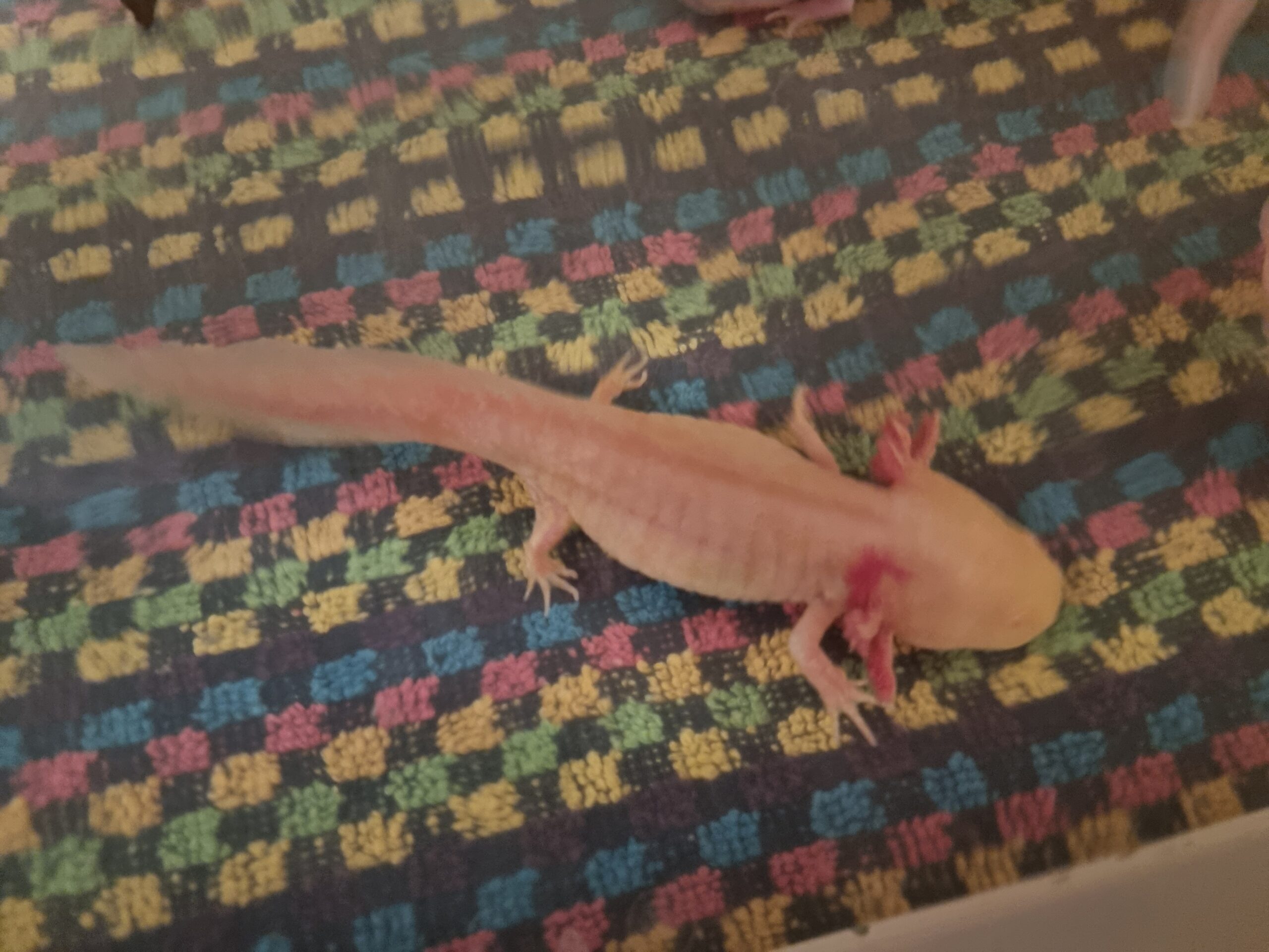 AXOLOTL 18 bis 20cm