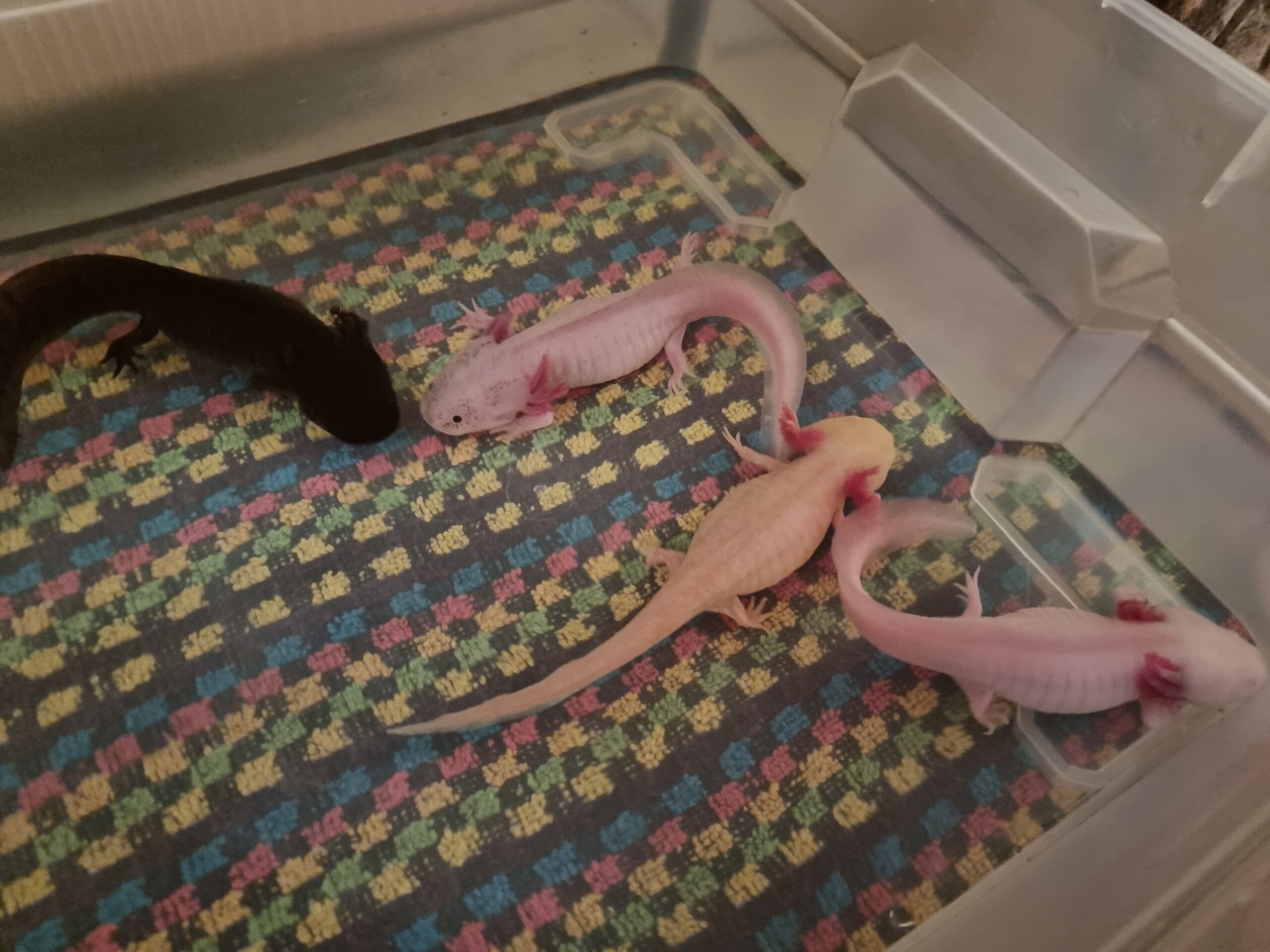Axolotl ca. 18cm aus Schwelm