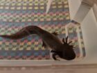 Axolotl ca. 18cm aus Schwelm