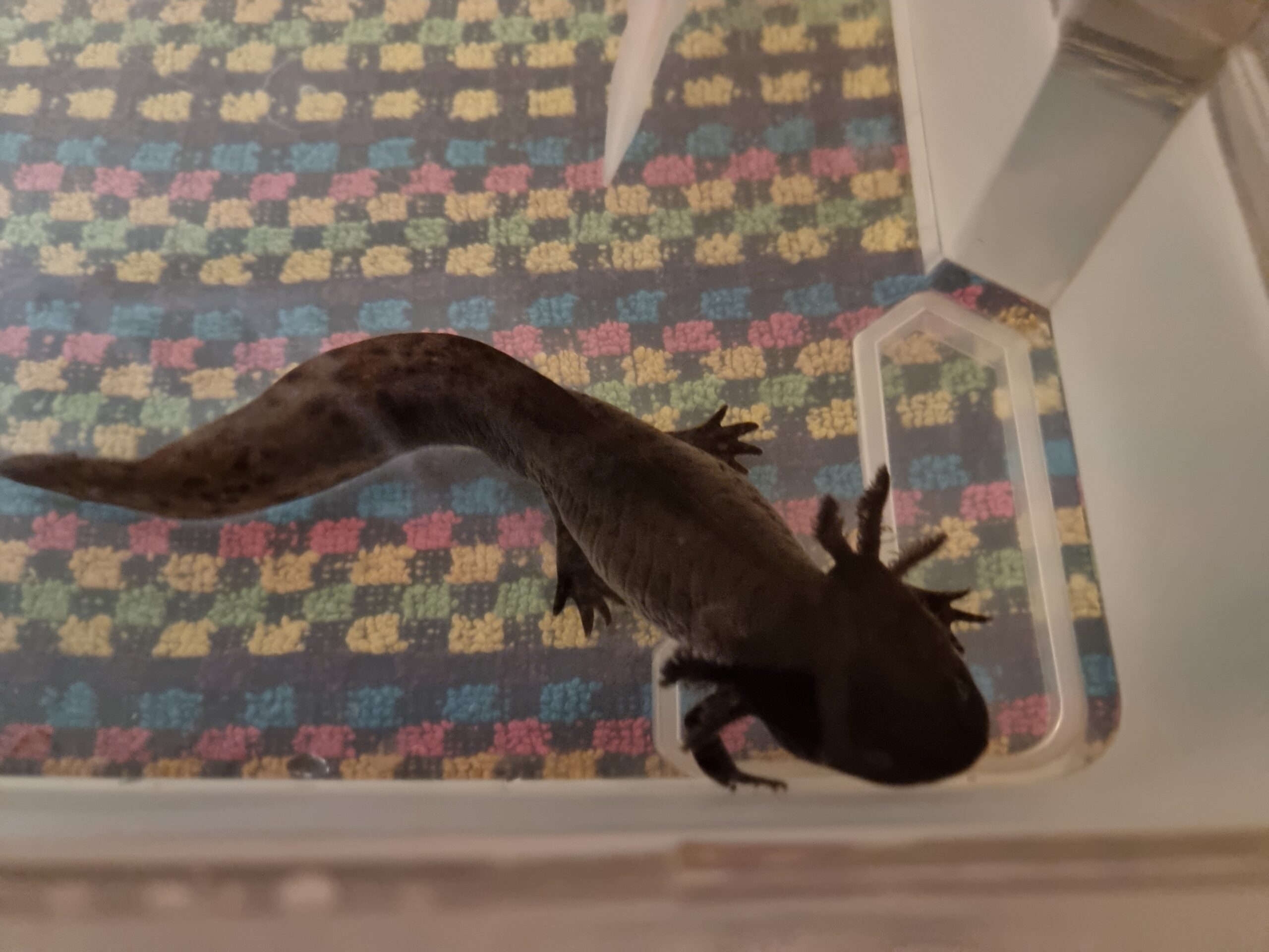 Axolotl ca. 18cm aus Schwelm