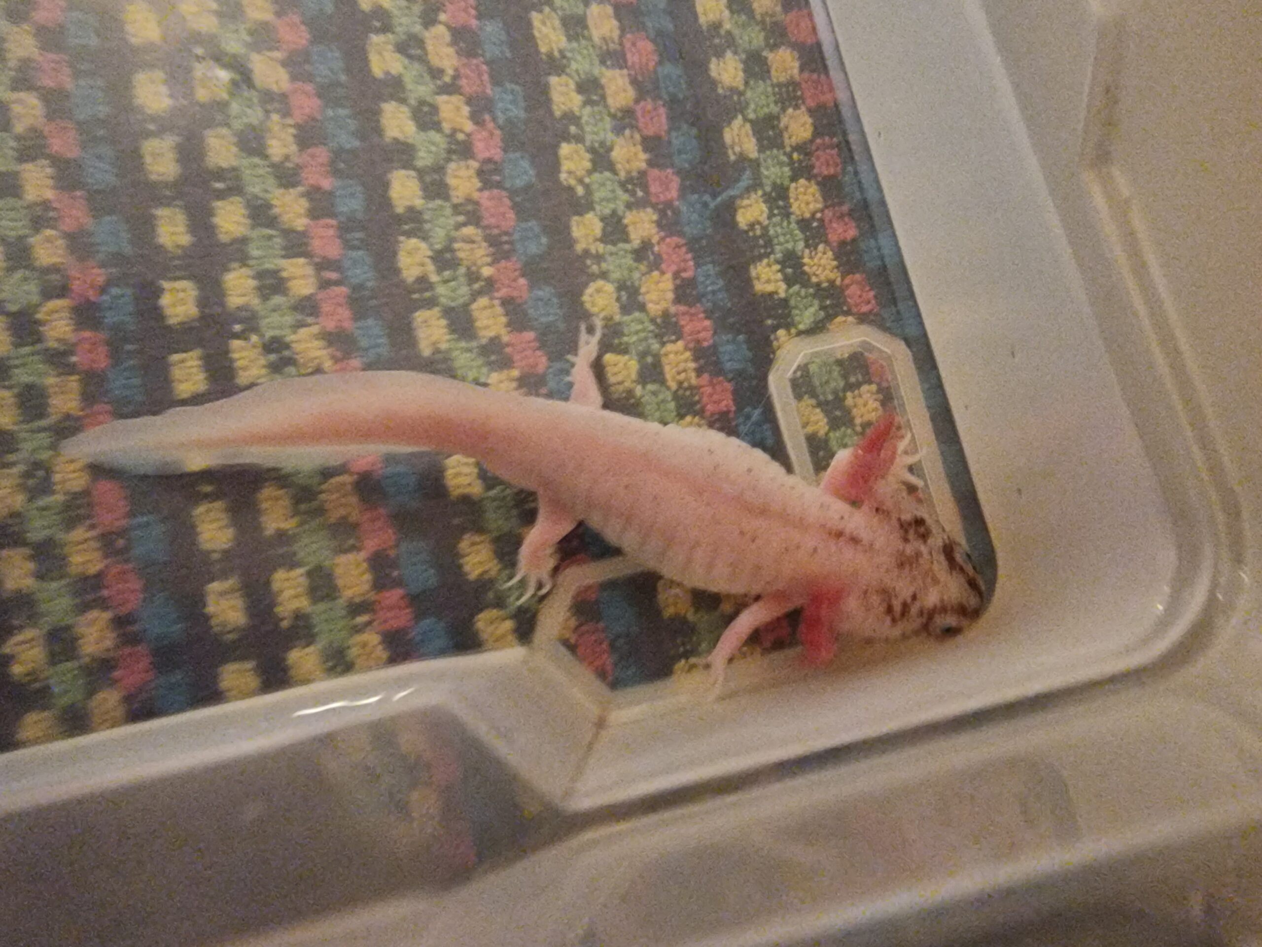 Axolotl ca. 18cm aus Schwelm