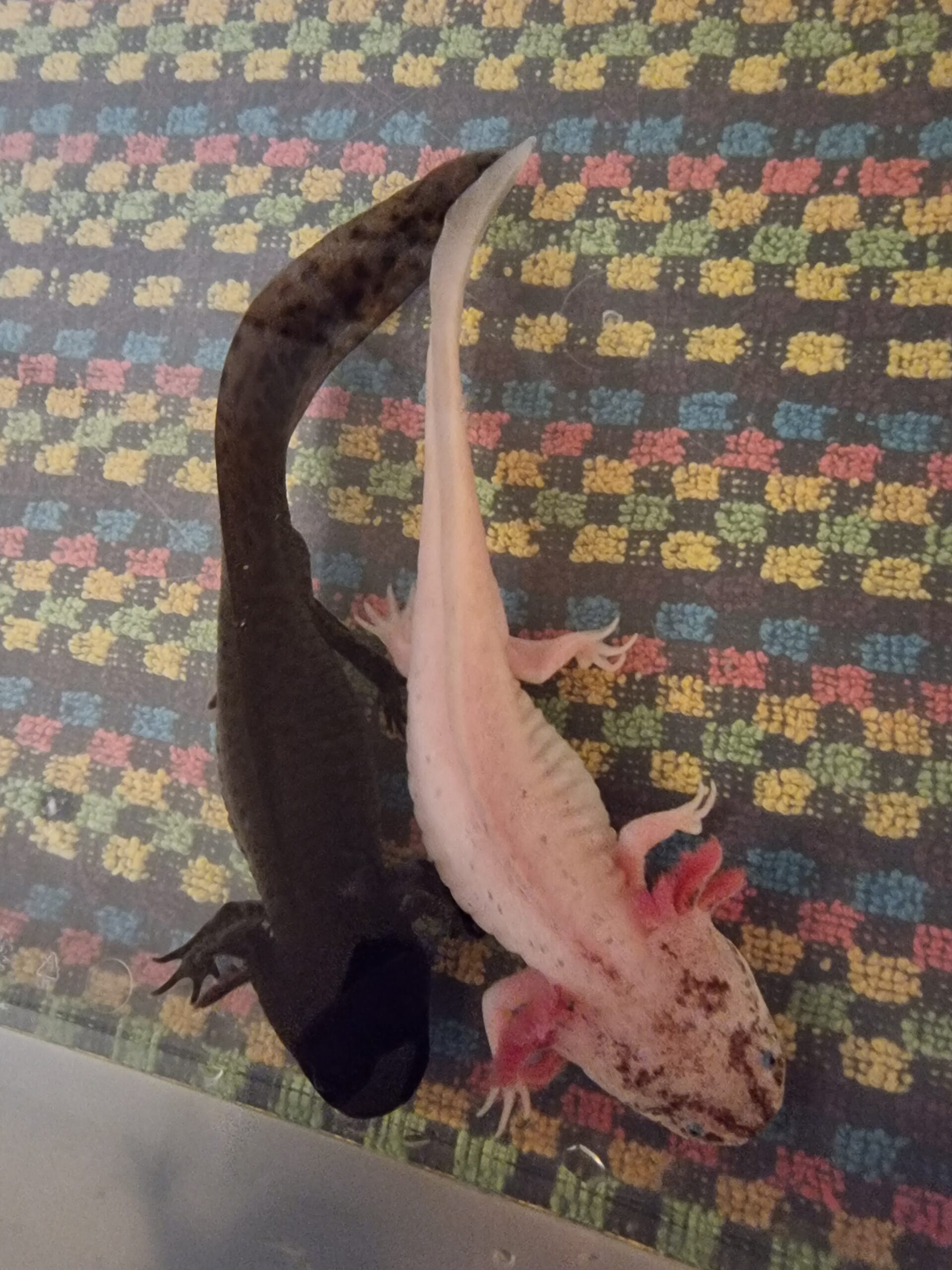 AXOLOTL 18 bis 20cm