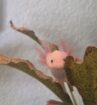 Axolotl Jungtiere