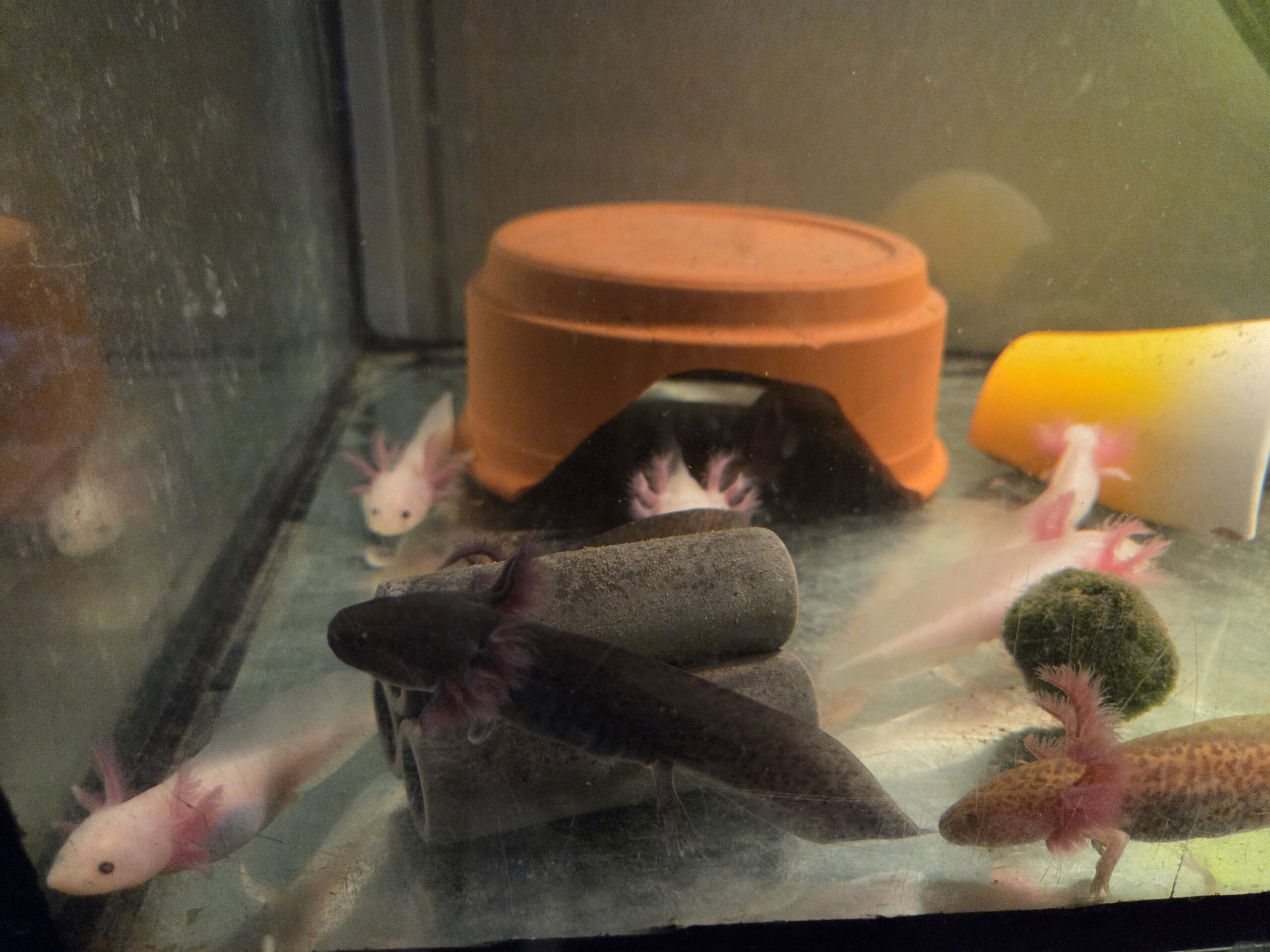 Axolotl Jungtiere