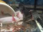 Axolotl Jungtiere