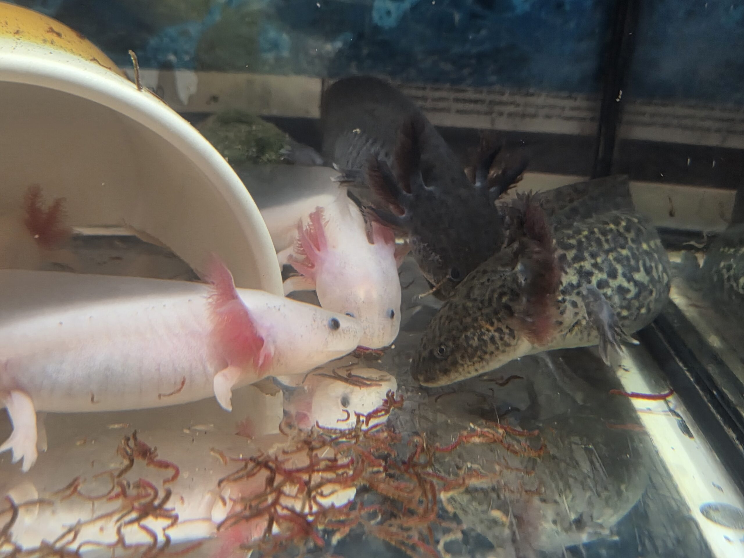 Axolotl Jungtiere