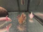 Axolotl Jungtiere