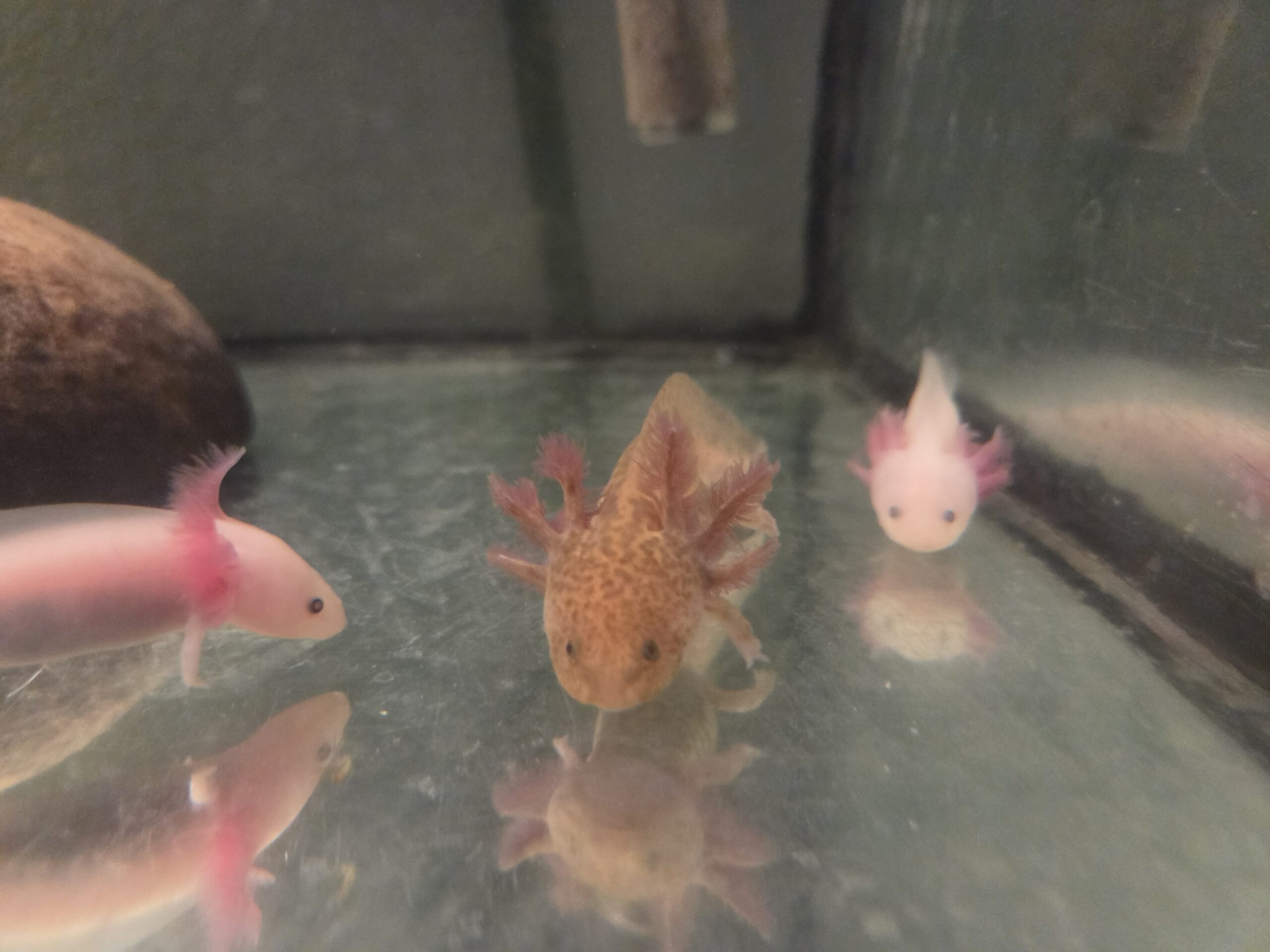 Axolotl Jungtiere