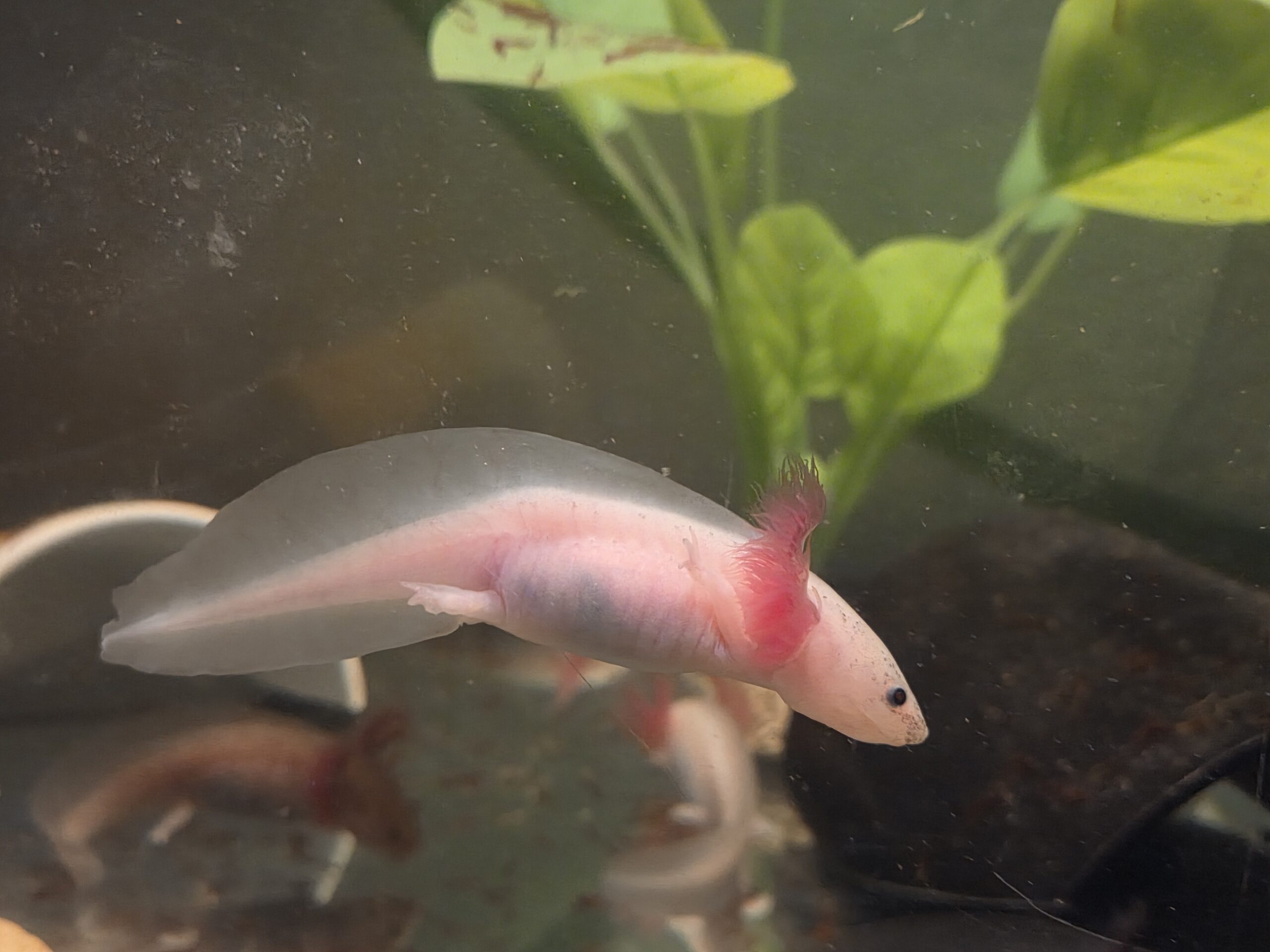 Axolotl Jungtiere