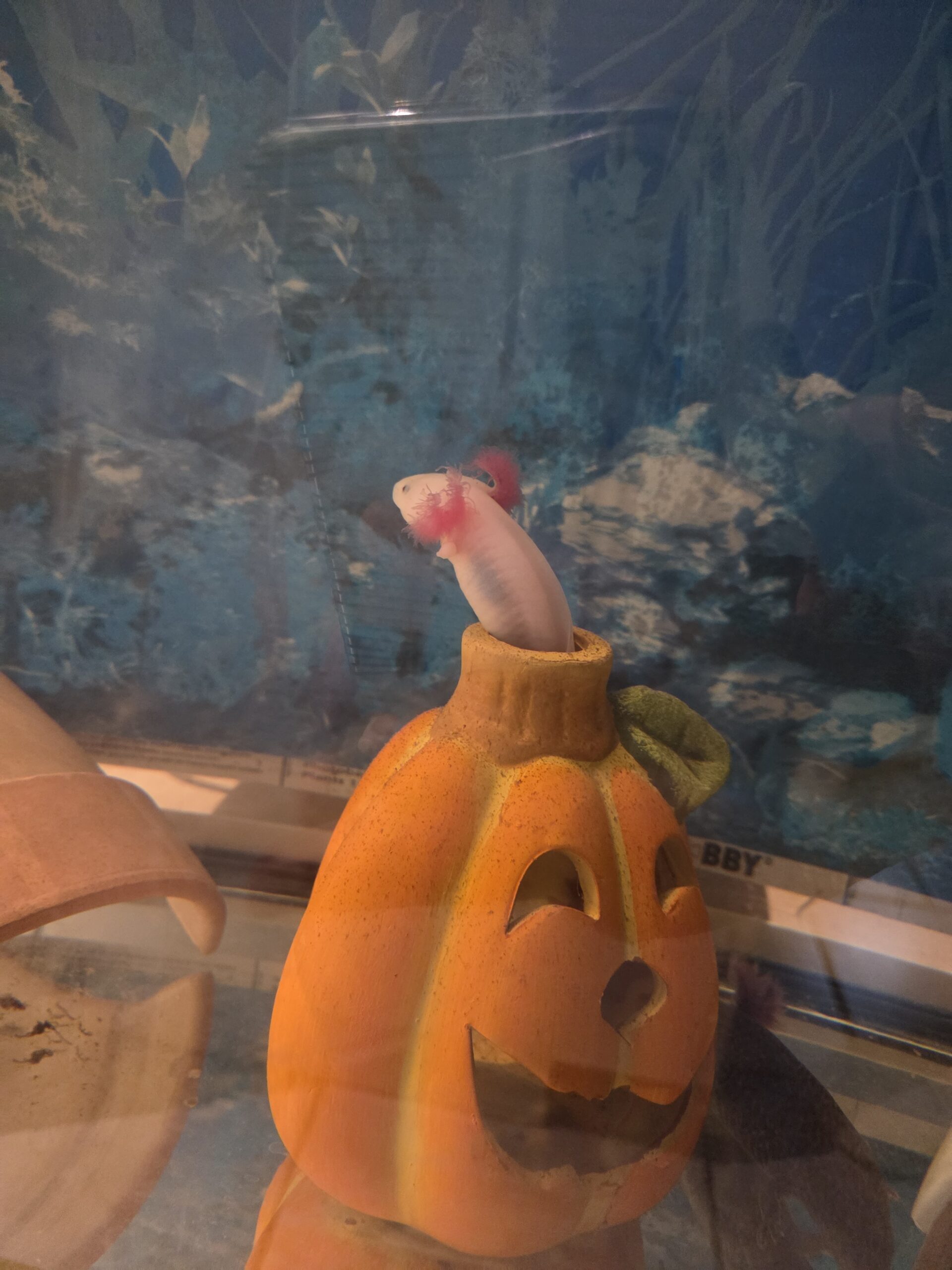 Axolotl Jungtiere