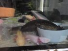 Wunderschöne Axolotl aus liebevoller Aufzucht
