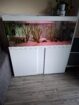 3 männliche Axolotl inkl Aqaurium