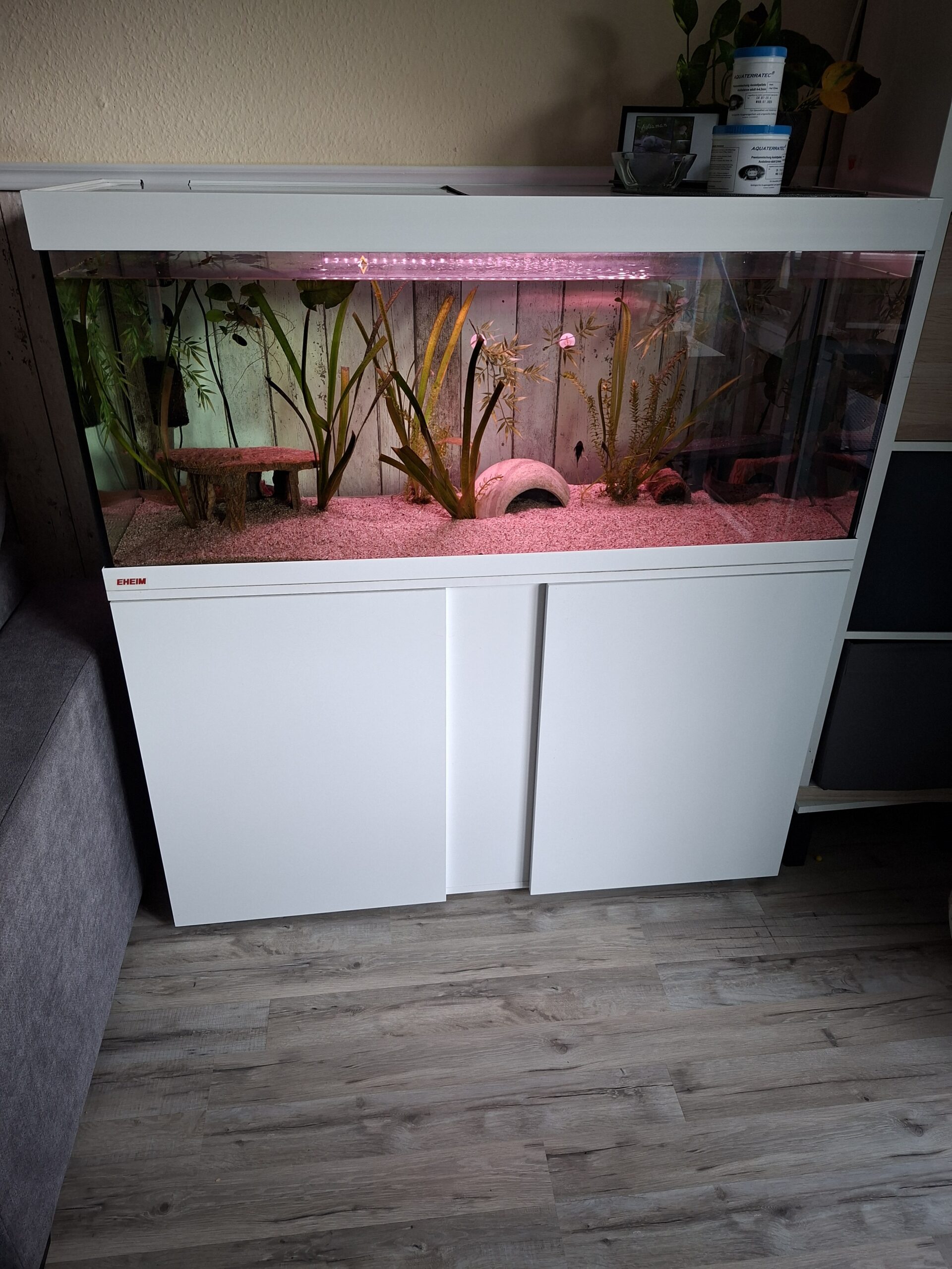 3 männliche Axolotl inkl Aqaurium