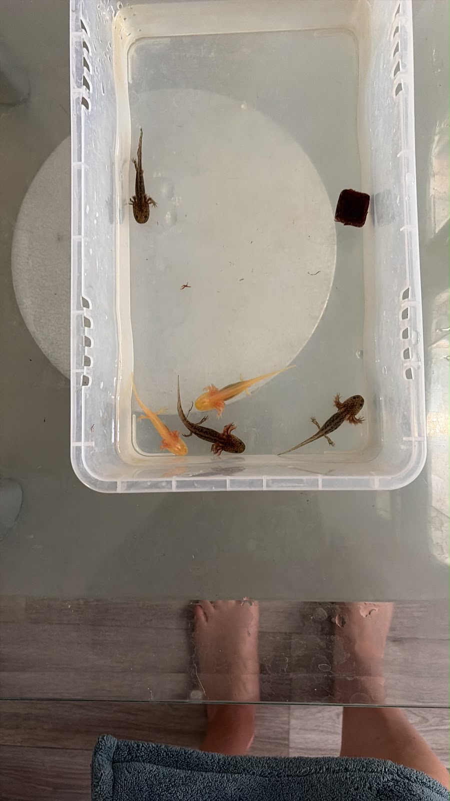 Axolotl nachzucht