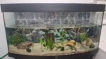2 goldalbino Axolotl mit komplettem Zubehör zu verkaufen