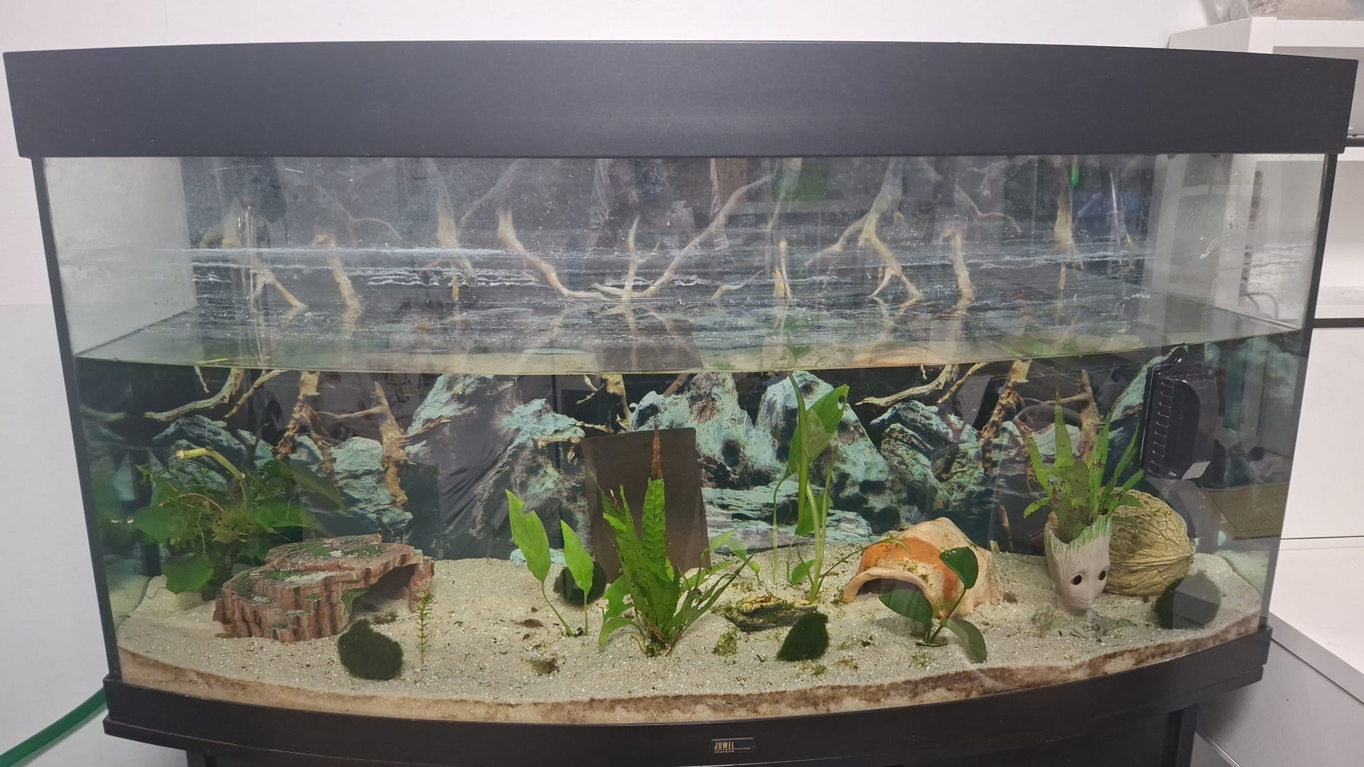 2 goldalbino Axolotl mit komplettem Zubehör zu verkaufen